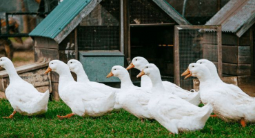 Podrobnosti o chovu kachen bez ztráty, doma pro začátečníky